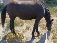 母马, Skyros Pony — 照片 3