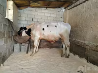 公牛, Russian Black pied cattle — 照片 2
