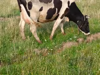 Toro, Ganado vacuno — foto 3