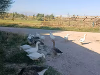 Geese — الصورة 2