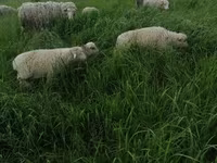 Carnero, Merino sheep — foto 4