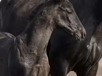 घोड़ा, Trakehner — फ़ोटो 4