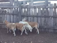 كبش, Katum sheep — الصورة 2