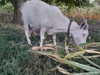 Goat, Goats — photo 3