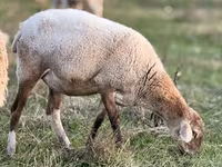 نعجة, Kuibyshev sheep — الصورة 7