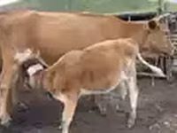 Cow, Cattle — photo 3