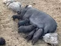 Boar, Вьетнамская вислобрюхая — photo 8