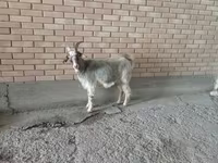 Cabra, Alpine goat — foto 2