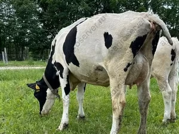 गाय, गोलस्टीन नस्ल
