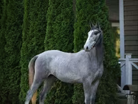 Caballo, Caballos — foto 1