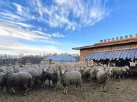 Хуц, Kuibyshev sheep — 2 зураг
