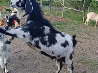 Cabro, Nubian Goat — foto 5
