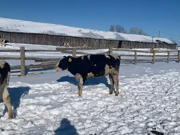 بقرة, Russian Black pied cattle