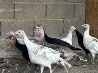 Turkeys — الصورة 8