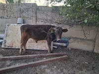 Toro, Raza Alatau — foto 2