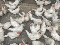 लेघोर्न — फ़ोटो 5