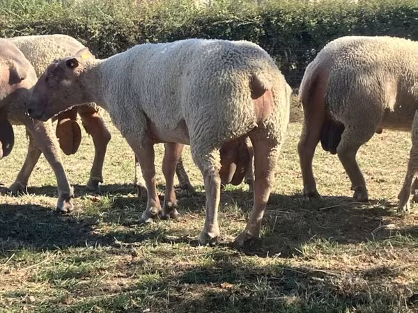 Хуц, Charollais sheep