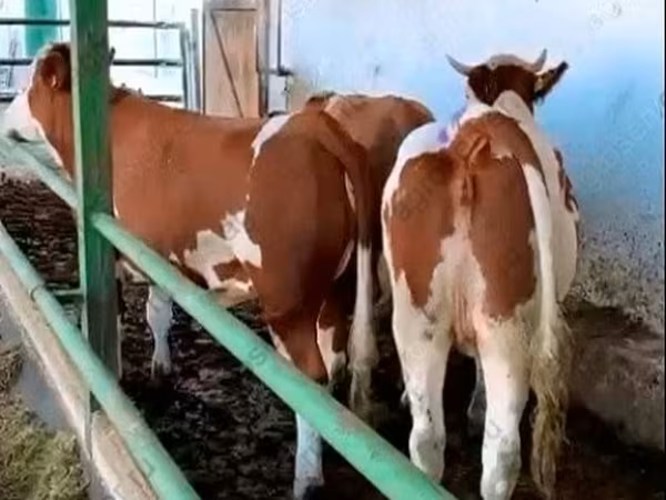Cow, Simmental cattle