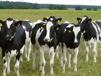 Vaca, Raza Holstein — foto 2