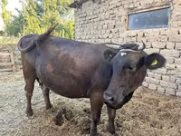 Cow, Swiss cattle — photo 4