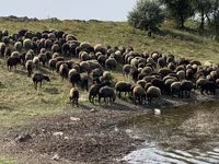 Oveja, Ovejas — foto 4