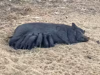 Boar, Вьетнамская вислобрюхая — photo 3