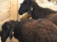Овца, Бараны — фото 1
