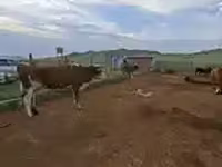 بقرة, الماشية — الصورة 3