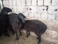 Carnero, Ovejas — foto 6