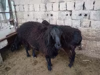 Carnero, Ovejas — foto 5
