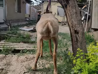Хуц, Edilbay sheep — 4 зураг