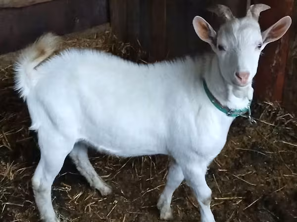 公山羊, Saanen goat