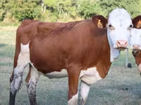 Vaca, Montbéliarde — foto 2