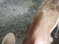 Vaca, Swiss cattle — foto 5