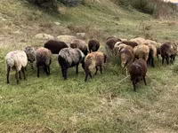 Oveja, Ovejas — foto 3