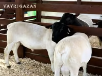 公羊, Edilbay sheep — 照片 6