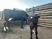 بقرة, الماشية — الصورة 2
