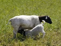 نعجة, Kuibyshev sheep — الصورة 5