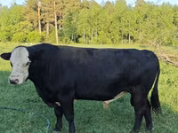 公牛, Kazakh White-headed cow — 照片 6