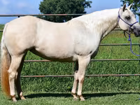 घोड़ी, Quarter Horse — फ़ोटो 7