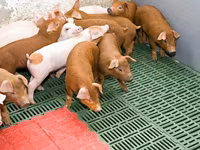 Eber, Schweine — Foto 1