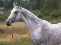 घोड़ा, Arabian horse — फ़ोटो 6