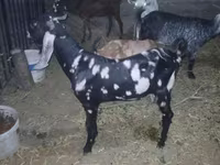 Cabro, Beetal goats — foto 3