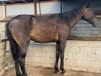 公马, Arabian horse — 照片 2