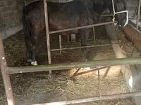Mare, Friesian sport horse — photo 1