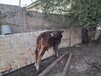 Toro, Raza Alatau — foto 8