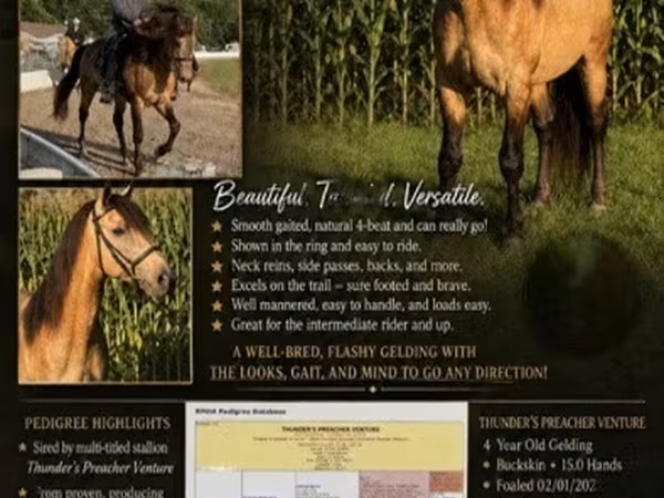घोड़ा, Rocky Mountain Horse