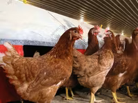 Chickens — 4 зураг
