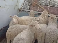Oveja, Merino sheep — foto 1