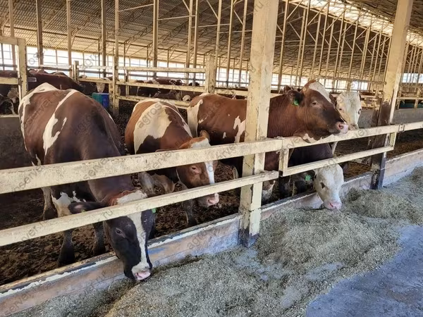Cow, Simmental cattle